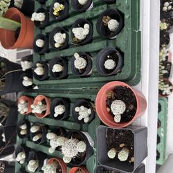 Thimble Cactus And Other Succulents