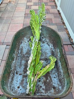 Cactus cuttings