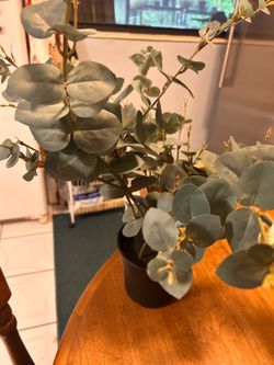 Two artificial eucalyptus plants
