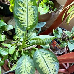 Large Dieffenbachia Plant For Sale