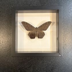 Framed Taxidermy Butterflies & Moths