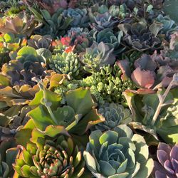 6” Succulent