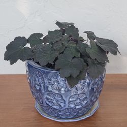 Plant In Blue Pot