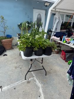 plant