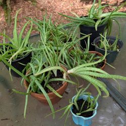 Plant For Sale 