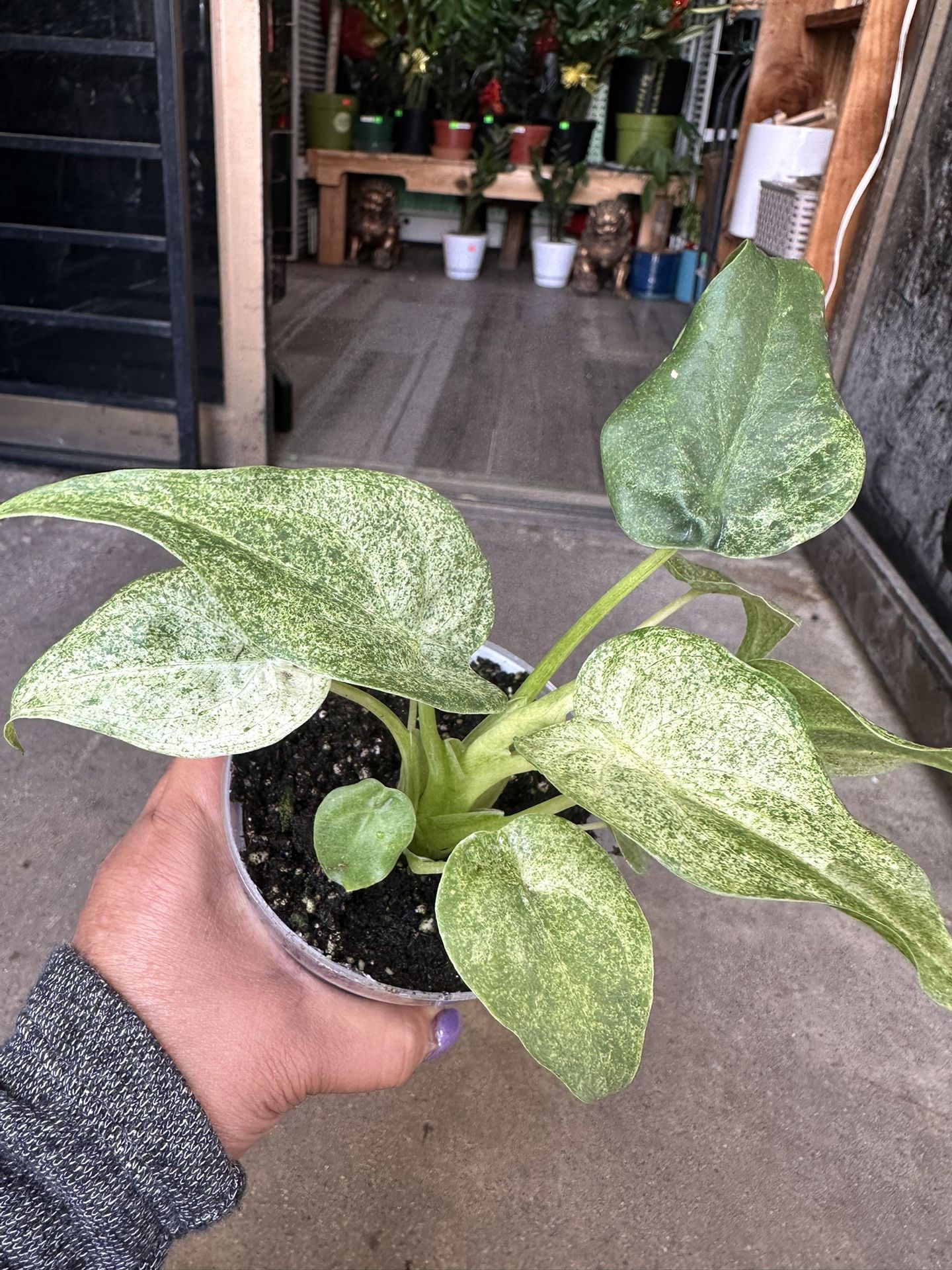 Alocasia Cucullata Mint Plant 