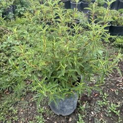 Rock Rose Cistos 5Gal