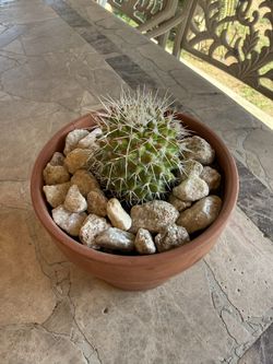 Tiny Cactus