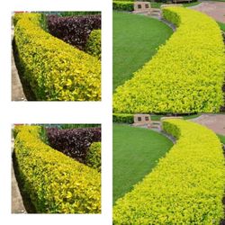 Yellow Duranta Plant 🪴 3gal 