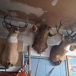 A Bunch Of Taxidermy For Sale Selling As A LOT 