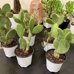 ♥️Bunny ear Cactus🙏PLS READ DESCRIPTION 