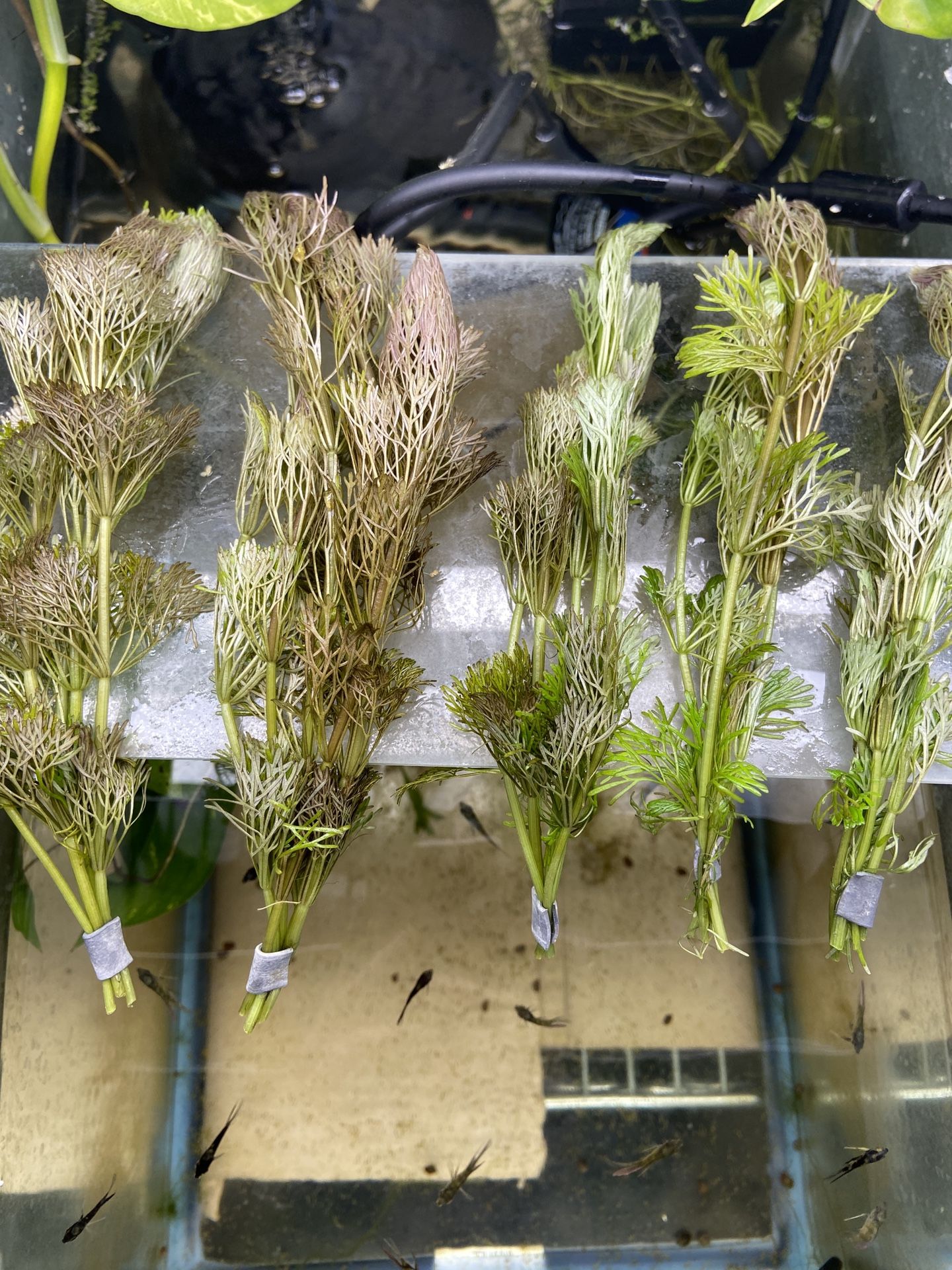 Cabomba EASY Aquarium Plant