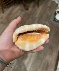 Cypraecassis Shell