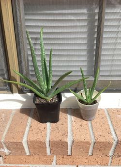 Aloe plants in 3” -4” pots