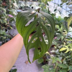 Monstera Esqueleto W/ Growth Point