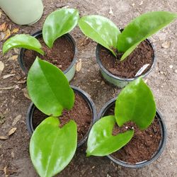 Hoya SURIGAOENSIS PLANT.
