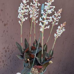 Jewel Orchid W/7 Plants In The Pot In 6” Pot 