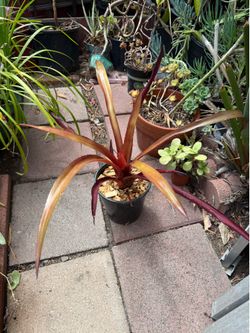 Red Bromeliad