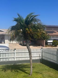 Palm Tree