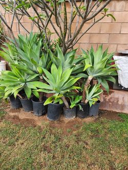 Agave plants each 20