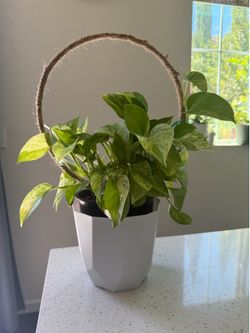 Photos plant