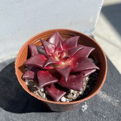 Succulents Echeveria Blood Red Echeveria Agavoides