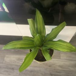 Houspalant Mass Cane Dracena
