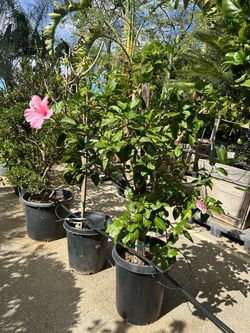 Hibiscus Plant 15gal