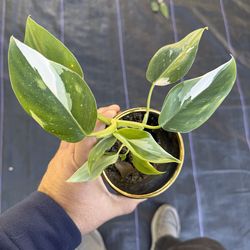 : Philodendron White Princess Variegated – 6” Plant
