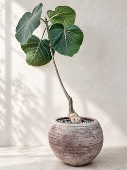 ~ 26” Tall Ficus Petiolaris (Planter Included) #Q5 ‘Local LA Seller’