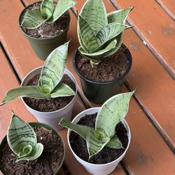 Moonshine Snake Plant $5 Each