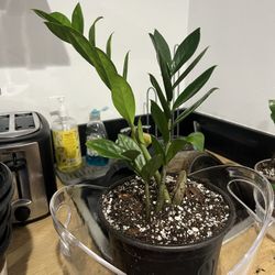 ZZ Plants 🌱 💤🪴