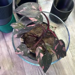 Mature Pink Princess (2 Available)