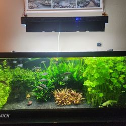 75 Gal Aquarium (fully Set Up) 