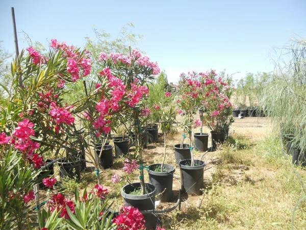 15 gallon oleander trees for Sale in Florence, AZ - OfferUp