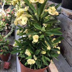 Euphorbia Flower Corona De Cristo Drought Tolerant