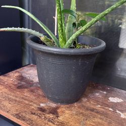 Aloe Vera