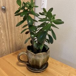 Jade Plant. Sammamish, Beaver Lake 