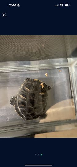 Turtle For Sale 
