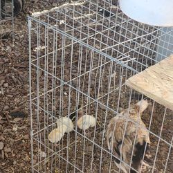 HUEVOS ORGANICOS DE GALLINA Y GALLOS