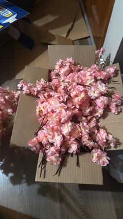 Japanese cherry blossoms