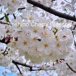 Cherry Blossom Trees And Magnolia Trees