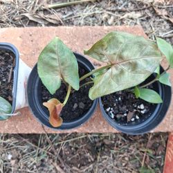 Plants