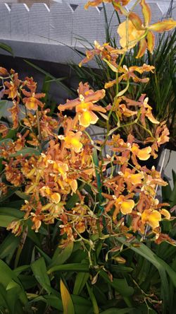 Orchids