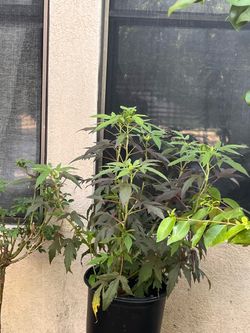 Plants