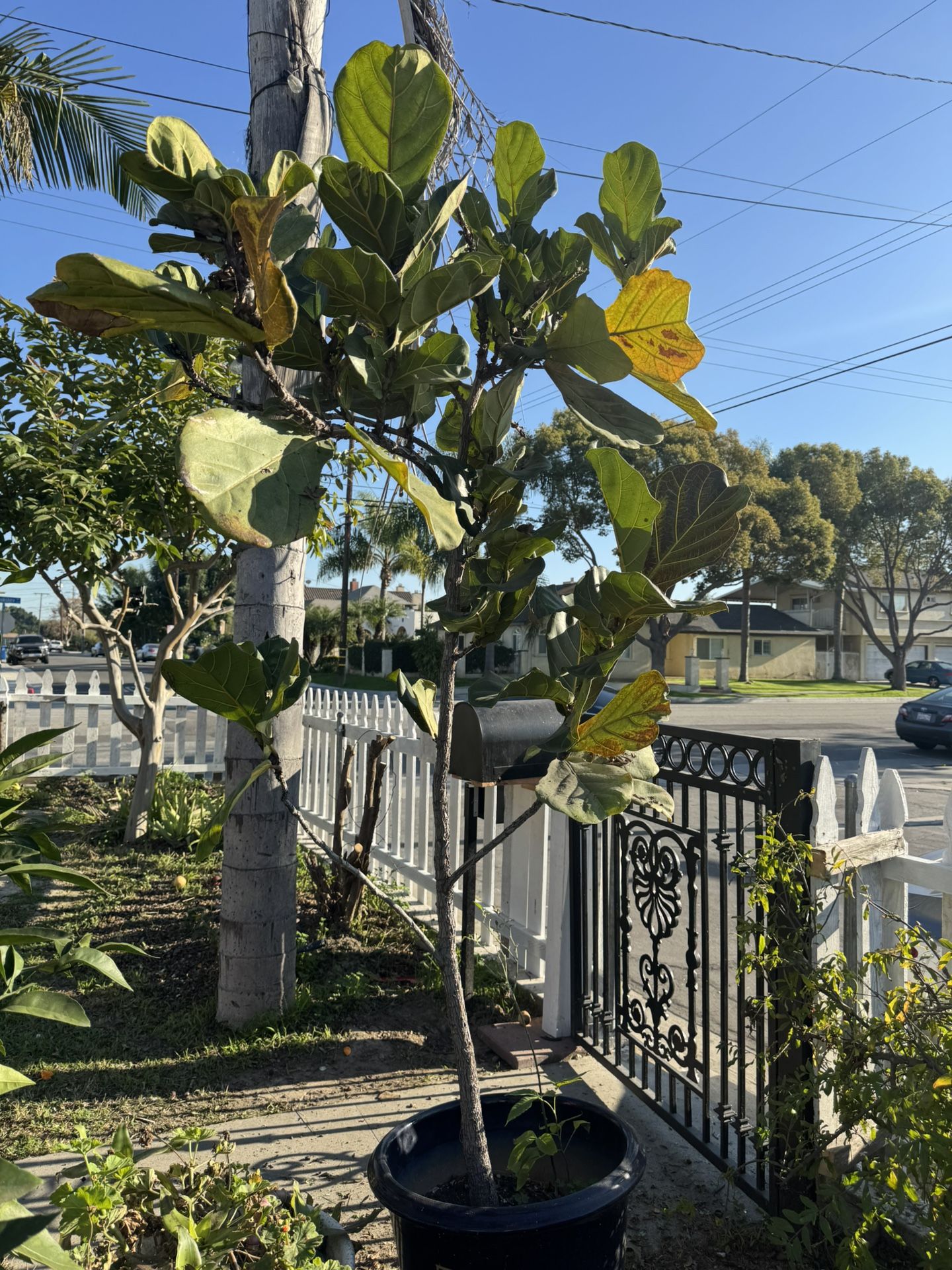 Plants Succulents Potted Green Fiddle-leaf Fig