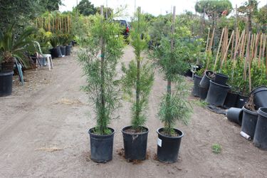 Podocarpus 5 Gal