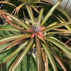 Pineapple Plant  #6