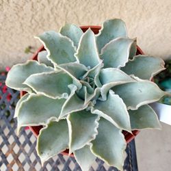 Echeveria "MADIBA" Succulent Plant $15