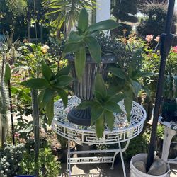 Muy Bonita, Planta De Sombra